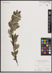 Foto von Salix caprea L.